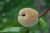 Broskev poškozená mrazem