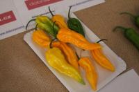 Paprika čínská 'Fatali Yellow' (Capsicum chinense)
