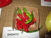 Paprika setá 'Shishito' (Capsicum annuum)