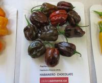 Paprika čínská 'Habanero chocolate' (Capsicum chinense)
