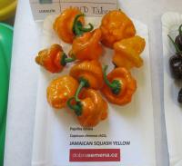 Paprika čínská 'Squash Jamaican Yellow' (Capsicum chinense)