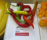 Paprika roční 'Beros' (Capsinum annum)