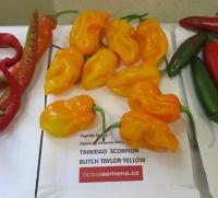 Paprika čínská 'Trinidad Scorpion Butch Taylor Yellow' (Capsicum chinense)