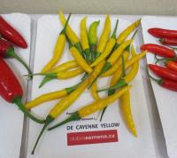 Paprika čínská 'De Cayenne Yellow' (Capsicum chinense)