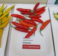 Paprika roční 'Serrano' (Capsinum annum)