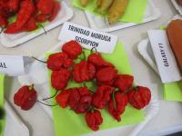 Paprika čínská 'Trinidad Moruga Scorpion' (Capsicum chinense)