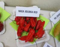 Paprika čínská 'Naga Jolokia Red' (Capsicum chinense)