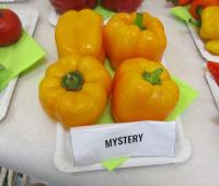 Paprika setá 'Mystery' (Capsicum annum)