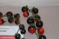 Lilek rajče 'Indigo Rose' (Solanum lycopersicum)