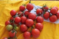 Lilek rajče 'Tastier F1' (Solanum lycopersicum)
