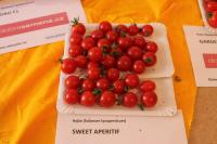Lilek rajče 'Sweet Aperitif' (Solanum lycopersicum)