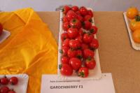 Lilek rajče 'Gardenberry F1' (Solanum lycopersicum)