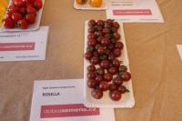 Lilek rajče 'Rosella' (Solanum lycopersicum)