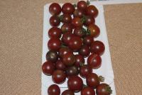 Lilek rajče 'Rosella' (Solanum lycopersicum)