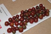 Lilek rajče 'Rosella' (Solanum lycopersicum)