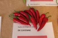 Paprika čínská 'De Cayenne' (Capsicum chinense)