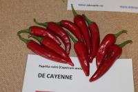 Paprika čínská 'De Cayenne' (Capsicum chinense)