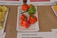 Paprika křídlatá 'Bishops Crown Red' (Capsicum baccatum)