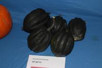 Tykev obecná 'Jet Set F1' (Cucurbita pepo)