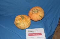 Tykev obrovská 'Australian Butter'