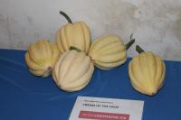 Tykev obecná 'Cream of the Crop' (Cucurbita pepo)