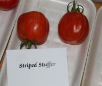 Lilek rajče 'Striped Stuffer' (Solanum lycopersicum)