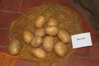 Brambor hlíznatý 'Dominika' (Solanum tuberosum)