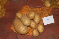 Brambor hlíznatý 'Finka' (Solanum tuberosum)