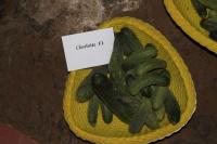 Okurka setá 'Charlotte F1'