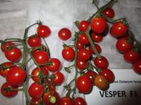 Lilek rajče 'Vesper F1' (Solanum lycopersicum)