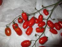 Lilek rajče 'Red Pearl F1' (Solanum lycopersicum)