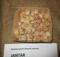 Mochyně ojíněná 'Jantar' (Physalis pruinosa)