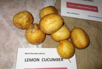 Okurka setá 'Lemon Cucumber'