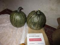 Tykev olejná 'Gleisdorfer Ölkürbis'