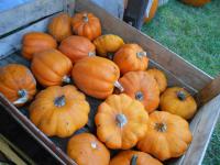 Tykev obrovská 'Table Gold' (Cucurbita maxima)