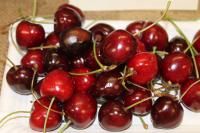 Třešeň ptačí 'Thurn Taxis' (Prunus avium)