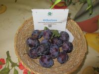 Slivoň švestka 'Ahlbachova'