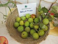 Slivoň švestka 'Bellamira'