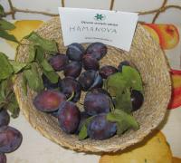 Slivoň švestka 'Hamanova'