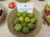 Slivoň švestka 'Meruňkovitá renkloda'