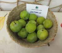 Slivoň švestka 'Ontario'