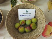 Slivoň švestka 'Wazonova renklóda'