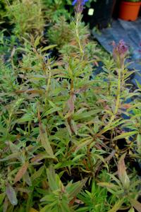 Yzop lékařský (Hyssopus officinalis)