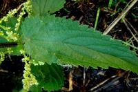 Kopřiva dvoudomá (Urtica dioica)