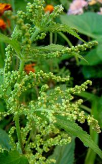 Kopřiva dvoudomá (Urtica dioica)