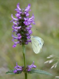 Bukvice lékařská (Betonica officinalis)