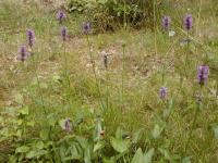 Bukvice lékařská (Betonica officinalis)