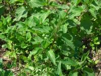 Kopřiva dvoudomá (Urtica dioica)