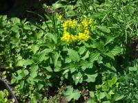 Kopřiva dvoudomá (Urtica dioica)