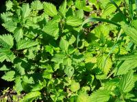 Kopřiva dvoudomá (Urtica dioica)